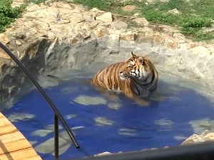 На топлотни талас имуни само придошли из Африке, а реч је o животињама