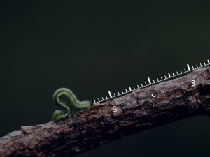 Чудесна природа:  Лепак