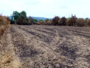 Паљење стрњике опасно по људе, екосистем и имовину, и забрањено је законом