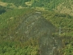 Колико је потребно шумама да се опораве од пожара