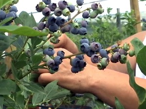 Боровнице на даљински – Мирослав Аничић из целе Европе СМС-ом контролише род