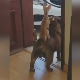 Чувам ти леђа