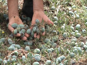 Упозорење пољопривредницима: Не гледајте у небо, спречите штету која је непоправљива