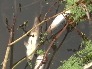 Шта је узрок тровања рибе у Колубари