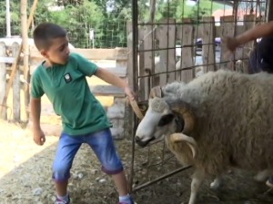 Припреме за Курбан бајрам
