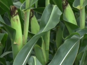 Киша у последњи час за кукуруз