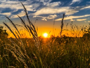 Kако су високе температуре и велике падавине утицале на приносе у пољопривреди