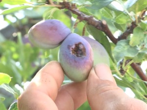 Мерошина: Уместо припрема за бербу, процена штете