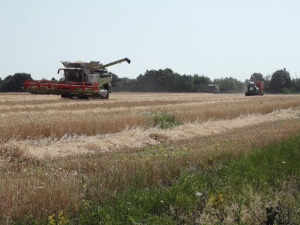 "Џакарош" у акцији на зајечарским парцелама пшенице, само још да је цена боља било би потаман