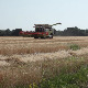 "Џакарош" у акцији на зајечарским парцелама пшенице, само још да је цена боља било би потаман