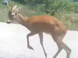 Ловци одстрелили срндаћа који је нападао људе у околини Крушевца, међу повређенима и две девојчицe
