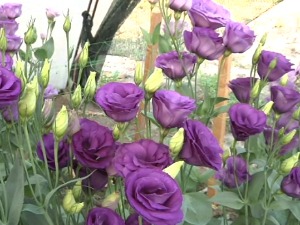 Лизијантуси сестрама Миловановић доносе и зараду и уживање