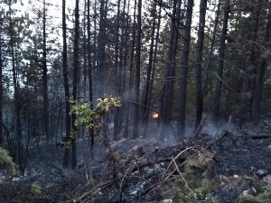 Горе четинари у Муртеници, ватра се брзо шири због ветра и високе температуре