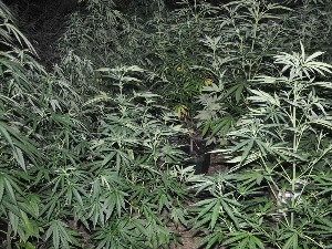 Ухапшене две особе у Алексинцу, полиција их затекла да заливају канабис