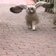 Скок удаљ за Токио