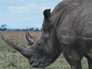 Северном белом носорогу прети изумирање, научници се боре да вештачком оплодњом очувају врсту