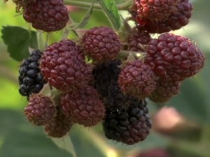 Купине нема ко да бере, какву откупну цену могу да очекују произвођачи