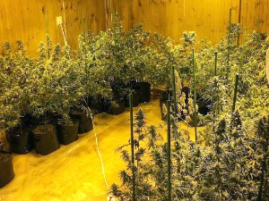 У Зрењанину откривена лабораторија за узгој марихуане