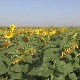 Стање усева у Банату – колико су врућине утицале на приносе