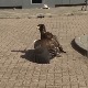 "Плен" од пластике