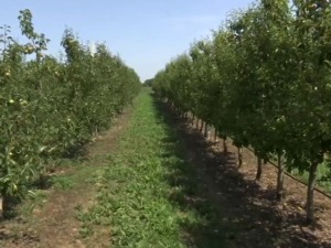 Уз субвенције и вредан рад у Срему се може живети од пољопривреде