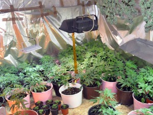 Откривен засад са 171 стабљиком марихуане у околини Лознице, ухапшен осумњичени