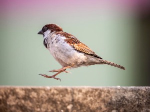 Misterija beogradskih vrabaca: Nestaju li ili ih je sve više?
