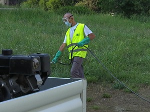 Цветање амброзије почиње, уједно и проблеми оних који су алергични