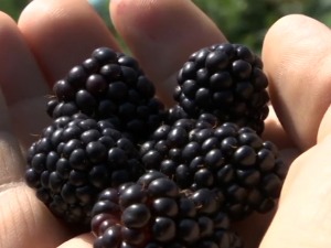 Ражањски купинари задовољни ценом