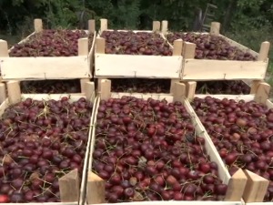 Воћар бацио пет тона непродатих трешања