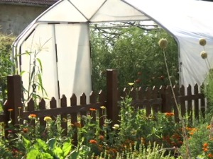 Зрењанин: Поврће и цвеће на школском имању ђаци гаје и током распуста