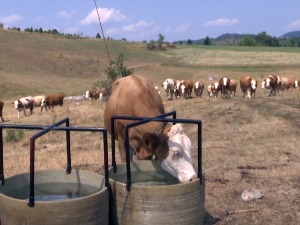 Жедна села Србије, како напојити готово 5.000 грла стоке