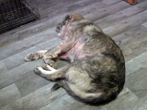 Жељко и Нада удомљавају мучене животиње, спасили пса из битумена, а са њима  је и Бека из Грчке  