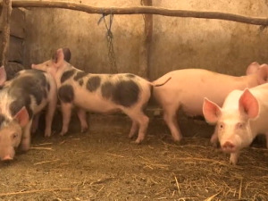 Ветеринари даноноћним радом зауставили ширење свињске куге у параћинској општини