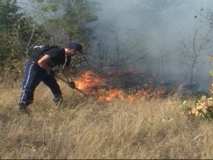 У шумским пожарима страда цео екосистем – индиректна штета десет пута већа од директне
