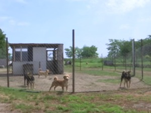 Један Бранко, стотина љубимаца