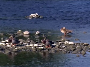 Чађава вода у кориту Ибра, грађани очекују одговор од надлежних о чему је реч