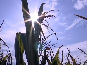 Суша пожњела житарице, неопходно улагање у системе за наводњавање