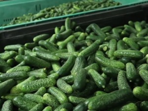 Чачански рецепт за добру продају корнишона