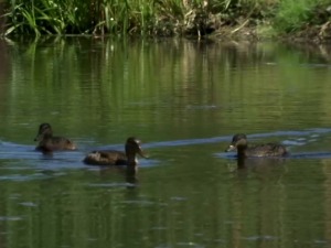 Плови патка насред Гоча