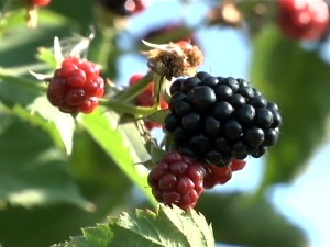 Код Шмитових из Панчева купина је и обновљива енергија