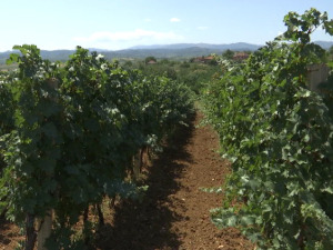 Још једна киша за сочно грожђе, очувани чокот за занимљиво вино