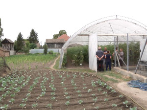 Три генерације Станковића вредним рукама обрађују скоро хиљаду квадрата у пластеницима