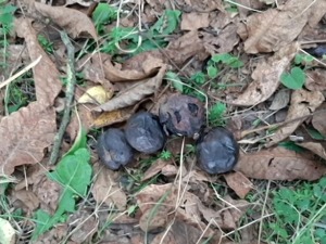 Шта изједа српске орахе