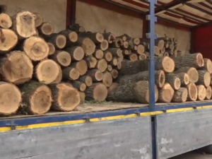 Промена температуре подстакла продају огрева, дрва најтраженија