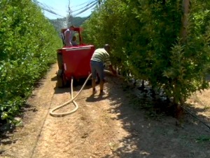 Суша погодила пољопривреду, Драгачевци нашли решење