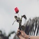 Када сте последњи пут добили цвет?