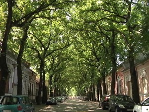 Прошетајте једном од најлепших улица света – Кикинда зове