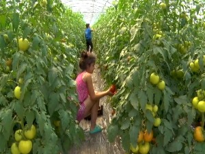 Слога кућу гради – у породици Тошовић и најмлађи знају своје обавезе, а све раде са осмехом