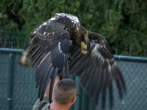 Привилегија краљева и део српске традиције – соколарство